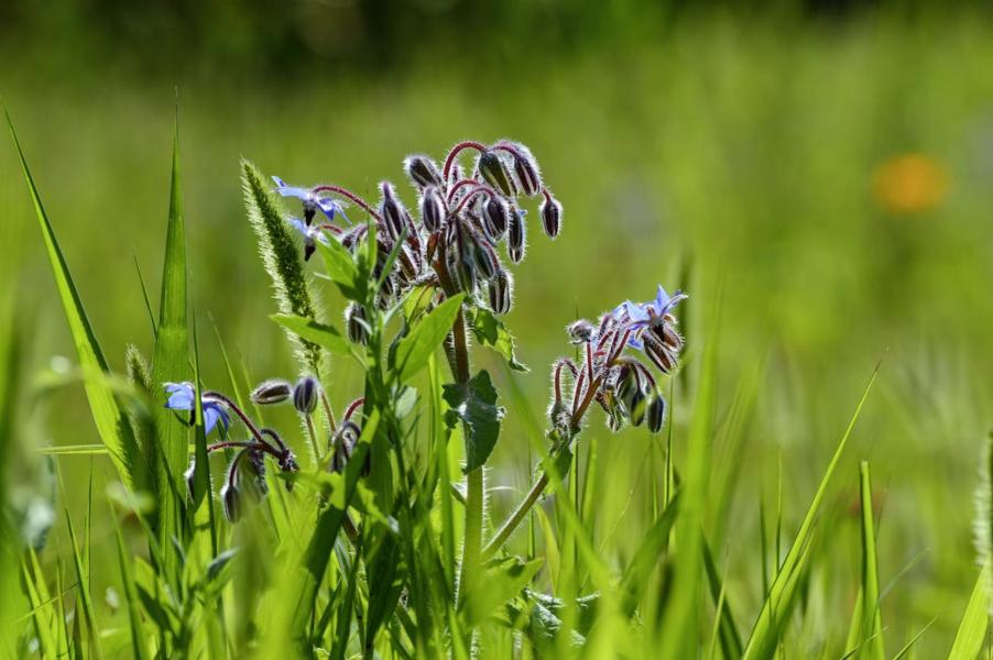“Estate al Giardino delle Erbe”: a Casola Valsenio (Ra) quattro mattinate per famiglie tra natura, gioco e relax “Estate al Giardino delle Erbe”: a Casola Valsenio (Ra) quattro mattinate per famiglie tra natura, gioco e relax
